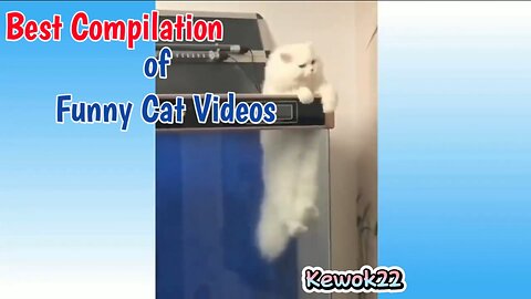 Best Compilation of Funny Cat Videos - Laugh Until You Cry