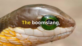 The Deadly Boomslang #wildlife #shorts