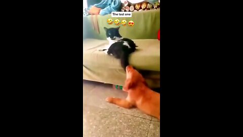 Dog funny video 😂🐕🐶😆