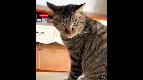 Funny cat video