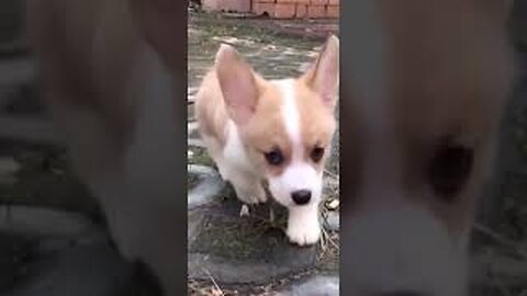 Cute dogs and puppies doing funny thing//Dogs funny video