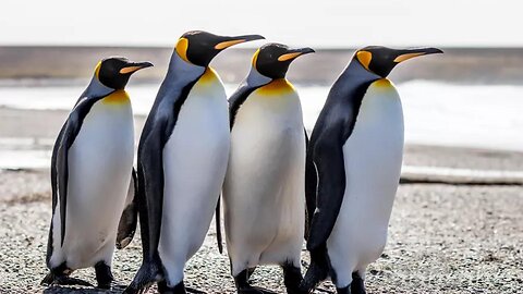 In the case of penguins the roles are reversed & they become the prey instead of the predator