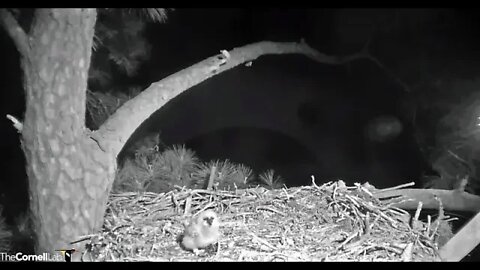 Owlet Learns to Shred Prey 🦉 3/10/22 19:44
