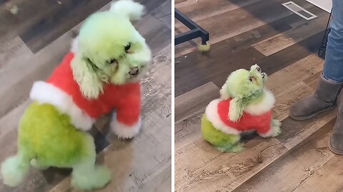 Poodle Transforms Into The Grinch For The Holidays