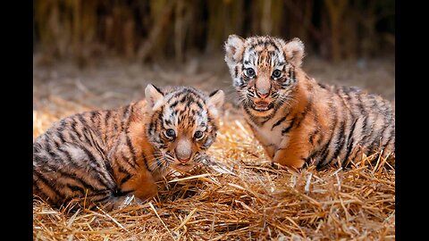Cute beautiful cubs family in happy mood😍