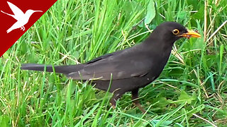 Blackbird - Turdus merula