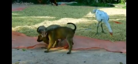 between dogs and monkeys are very familiar