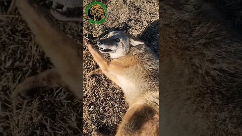 Coyote No. 34 Wasn't As Mean As He Let On #outdoors #trapping #viral #fyp