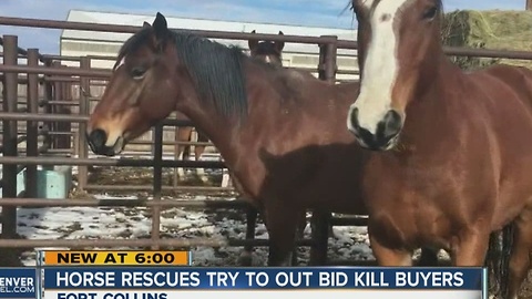 Horse rescue group tries to outbid 'kill buyers'