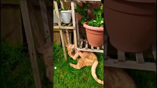 Cat playing in a plant stand