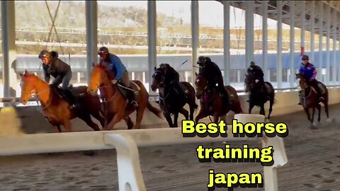 Animals lover/ best horse 🐴 training in japan