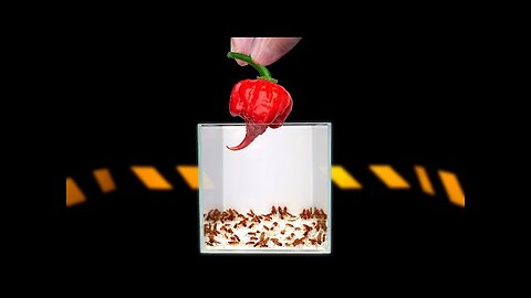 WHAT IF 100 HUNGRY COCKROACHES SEES CAROLINA REAPER 【LIVE FEEDING】