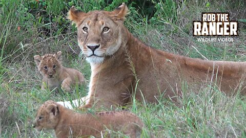 Lioness And Cute Lion Cubs | Maasai Mara Safari | Zebra Plains