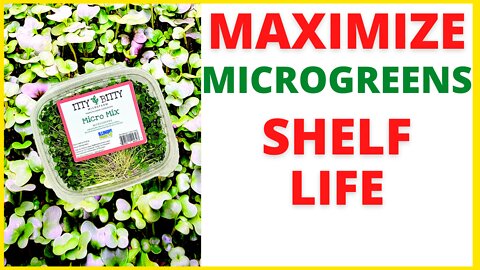 MAXIMIZE Your Microgreens Shelf Life! ⏱