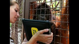 Orangutans Use iPads