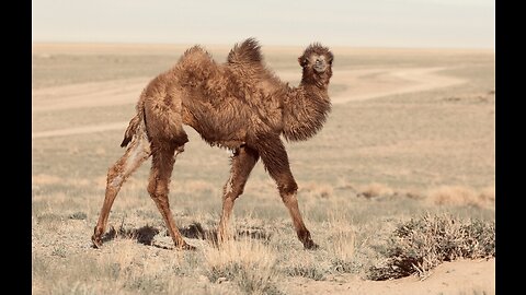 5 Fun Facts About The Bactrian Camel