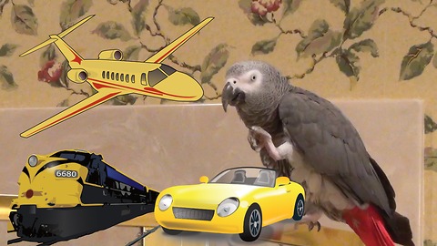 Experienced parrot is no stranger to different modes of transportation