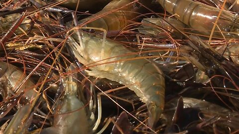 Hot summers help tropical shrimp flourish in France