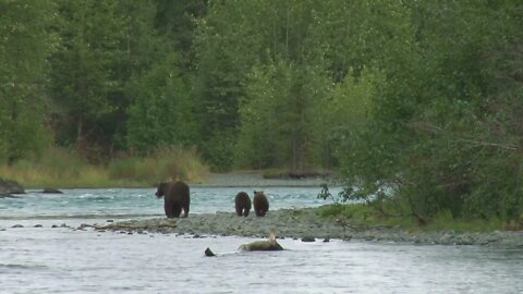 Mother Brown Bear and Cubs on Riverbank