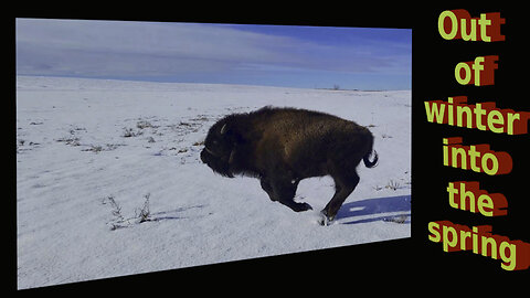 Legend of the prairies, Wyatt the bison