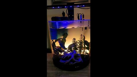 Aquarium DIY Background Lighting