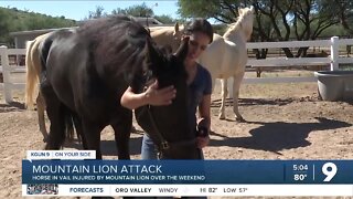 Resident near Saguaro National Park says a mountain lion attacked her horse