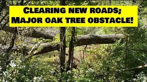 101 Acre So Illinois project! Clearing new roads skid steer CTL, Major OAK TREE obstacle!