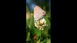 Small Blue Butterfly on White Clover