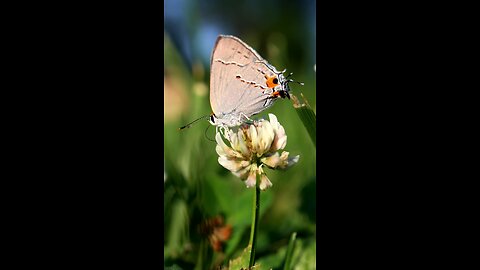 Small Blue Butterfly on White Clover