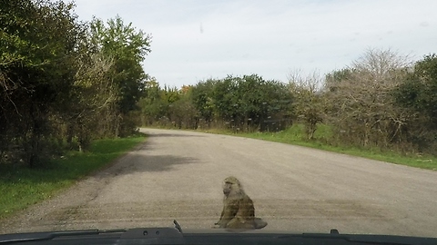 Self-assured baboon takes a seat and holds up traffic