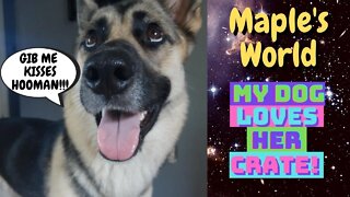 Crate Training Done The Right Way | Hyperactive Gerberian Shepsky is Happy In Her Cage