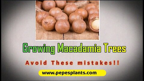 Macadamia Tree Growing Mistakes Don't Kill your Macadamia Trees