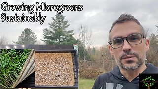 Growing Microgreens and Sprouts for EASY amazing winter nutrition, sustainably