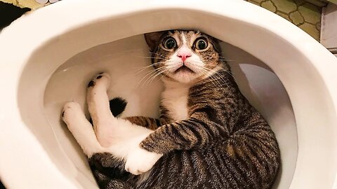 😹 You Definitely Laugh, Trust me 😱 - Funniest Cats Expression Video 😇 - Funny Cats Life