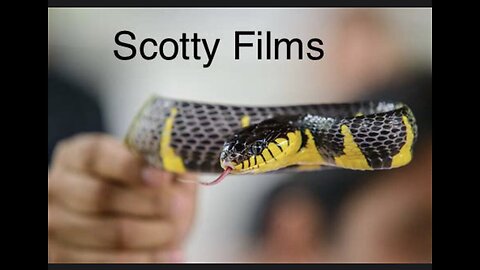 (Scotty Mar10) Al Wilson - The snake