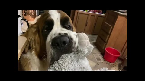 So excited! St. Bernard puppy loves the morning time