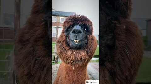 Silly Llama just staring at me! Try not to laugh with these crazy animals! So funny