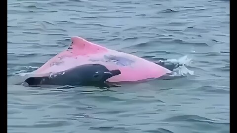 Have you ever seen a pink dolphin before !?