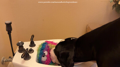 Funny Great Dane Wants To Share A Bidet Drink With Her Toy