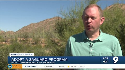 The Southwest's icon: how to help the saguaro cactus