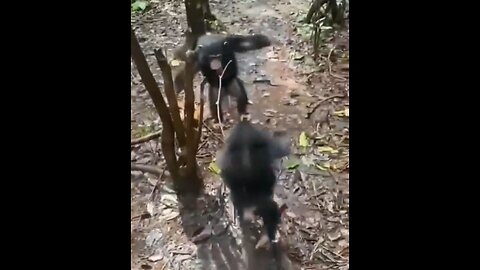 Baby Chimps Welcoming New Members To The Liberian Chimp Rescue Sanctuary