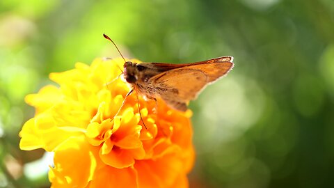 Skipper Butterfly on a Marigold Flower