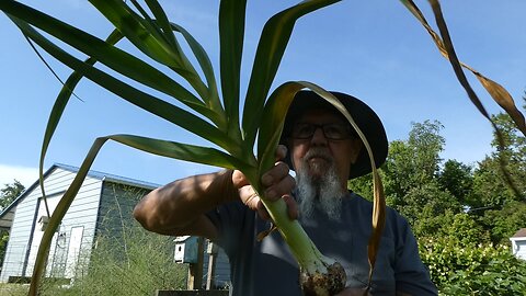 GARLIC FROM THE GARDEN 2024