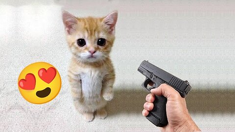 Funny cat -- vs Gun -- - Funny Animals