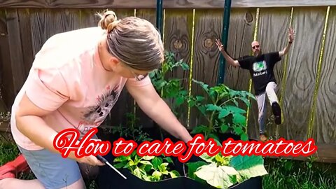 How to care for Tomatoes ￼#growingzone7a