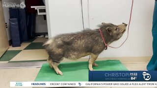 Pet of the Week: Cristopher