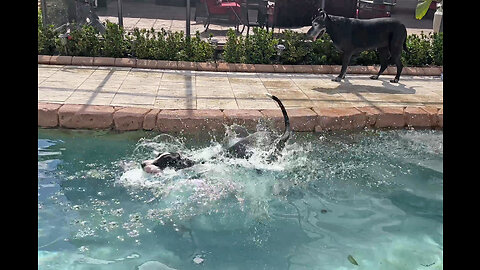 Funny Great Dane Jumps In Pool To Check On Seagull Pool Cleaner