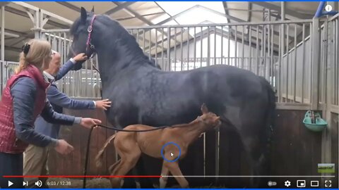Introducing Orphan Foal To Mare That Just Lost Her Baby - How Things Can Go Wrong or Easy