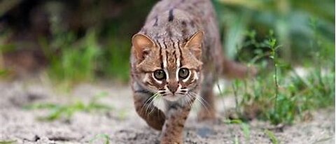 Rusty Spotted Cat: The Smallest Cat In The World - Cat Lovers