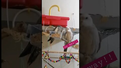 #shorts #short #cockatiel #animals #birds #pets